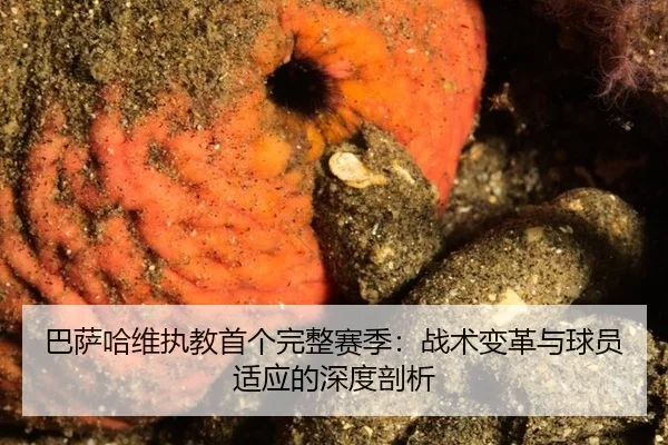 ba-sa-ha-wei-zhi-jiao-shou-ge-wan-zheng-sai-ji-zhan-shu-bian-ge-yu-qiu-yuan-shi-ying-de-shen-du-pou-xi-2-521.jpg